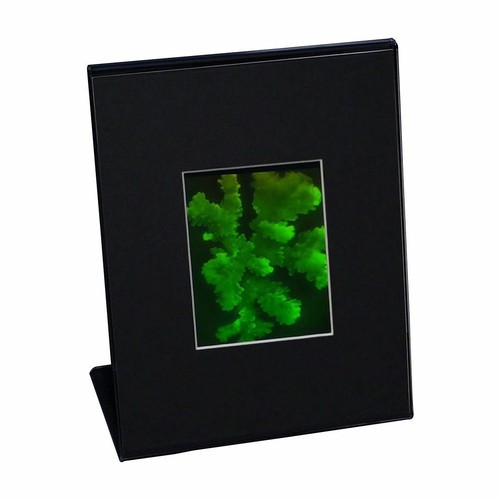3D CORAL Hologram Picture DESK STAND, Collectible on Silver Halide Type Film - Picture 2 of 7