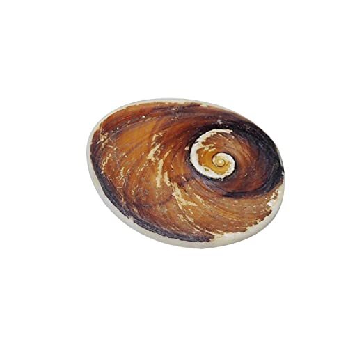 Gomati Chakra Mantra Siddha Big Size Weight 30-35 Gram Laxmi Pooja PACK OF 5 - Zdjęcie 2 z 3