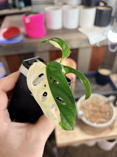 monstera adansonii albo variegated Swiss Cheese High Variegation Ship From NY - Picture 9 of 9