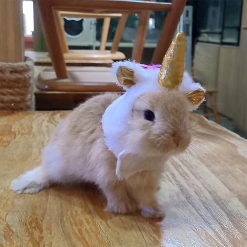 Cappello furetto lucertola coniglio cavia rettile collare vestiti piccoli animali - Foto 4 di 11