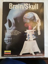 Lindberg Anatomically Accurate Brain/Skull Model Kit with Stand