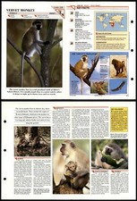 Vervet Monkey #108 Mammals Wildlife Fact File Fold-Out Card