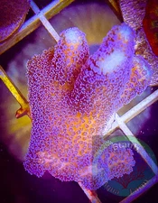 SAF~Purple Stylophora Coral Frag“WYSIWYG”, SPS, Live Coral Colony, Stylo