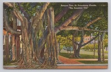 Banyan Tree St Petersburg Florida Postcard