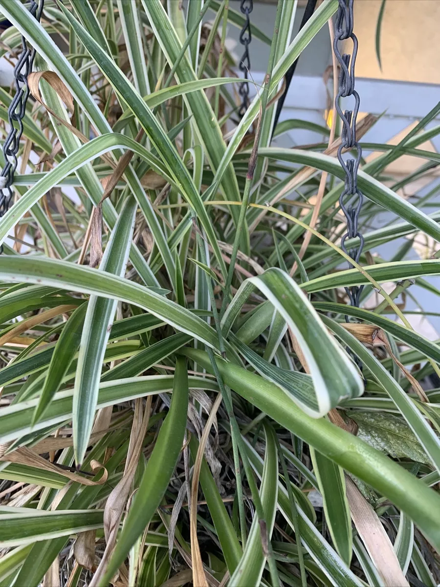 Reverse Variegated Spider Plant