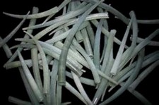 Green Tusk Shells - 2 to 2 3/4" Sold in sets of 2