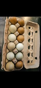 Ermine, Wheaten, Black Ameraucana mix & olive & egger easter egger hatching eggs