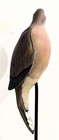 Life Size BRAD FALKINBURG VERTICAL MOURNING DOVE CARVING Wood Bird Sculpture  — photo 6