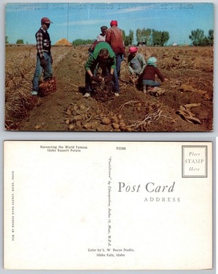 Harvesting World Famous Idaho Russet Potato Postcard
