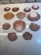 Lot Of 12 Natural Scallop Seashells A Variety From 3 Inches To 5 Inches