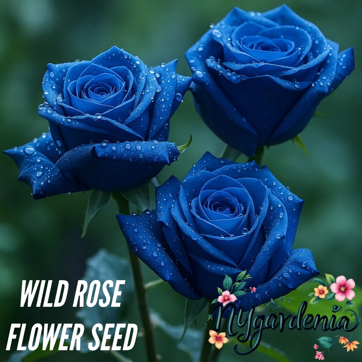 Blue Rose Seeds for sale | eBay