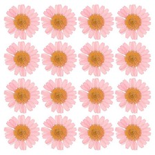 48 Pcs Dried Pressed Flower Natural Dried Daisy Flower,Pink