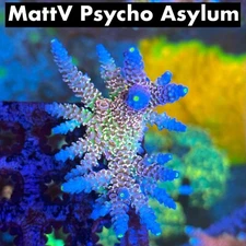 Fri Thirstysreef Acropora Coral MattV Psycho Asylum 1/2 Inch