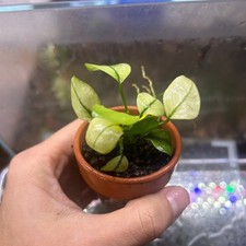 Anubias Nana Thailand White