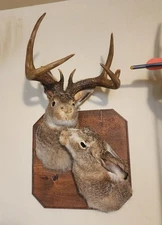 Beautiful Vintage (Rare)  Buck And Doe Jackalope Shoulder  Mount Wall Hanging