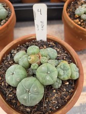 Rare, Old, Seed Grown, Cactus Cluster  3.5 Inch Diameter, Plant #4
