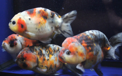 ranchu goldfish for sale