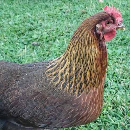 6+ Welsummer Hatching Eggs eBay