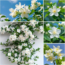 410 Climbing Jasmine Seeds for Planting - Fragrant White Flowering Vine - Perenn