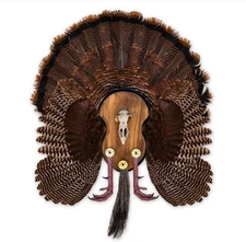 Ultimate Turkey Mounting Kit, Plaque, Beard, Fan, Universal (Model: MMR UTP)