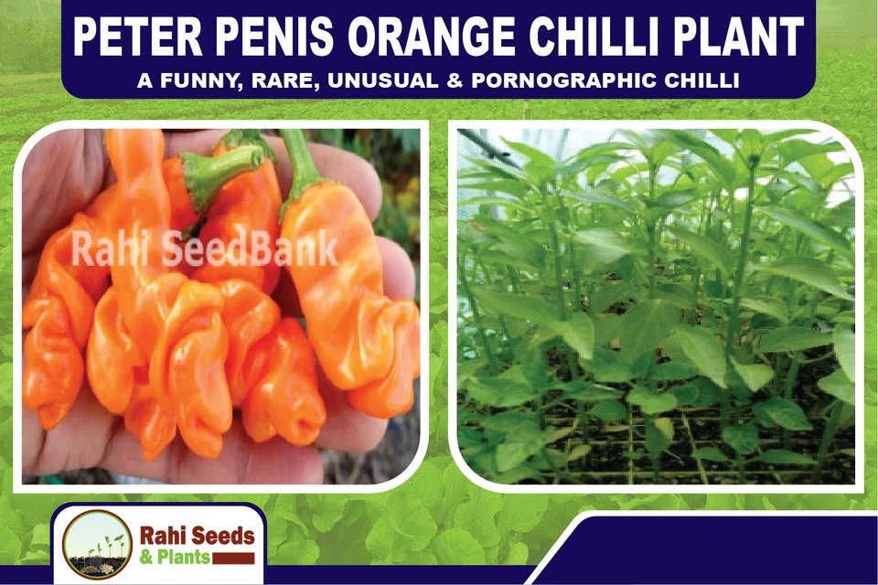 Peter Penis Orange Chilli Plant - A Funny, Rare, Unusual & Pornographic Chilli - Image 3 of 4