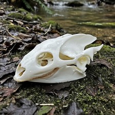 Taxidermy Real Turtle Skull Decor   Animal Bone Specimen for Education  Collect