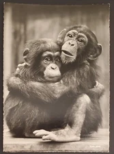 Zoo Image Two Chimpanzees Embracing Printed in Switzerland