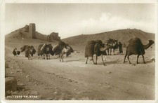 Sirya palmyra camels caravan real photo postcard Beyrouth