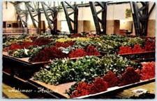 Postcard - Aalsmeer - Holland, Netherlands