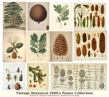 Vintage Botanical Poster 1800s – Antique Nature Art Print Plant