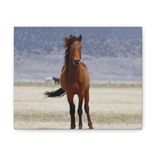 Canvas Gallery Wraps