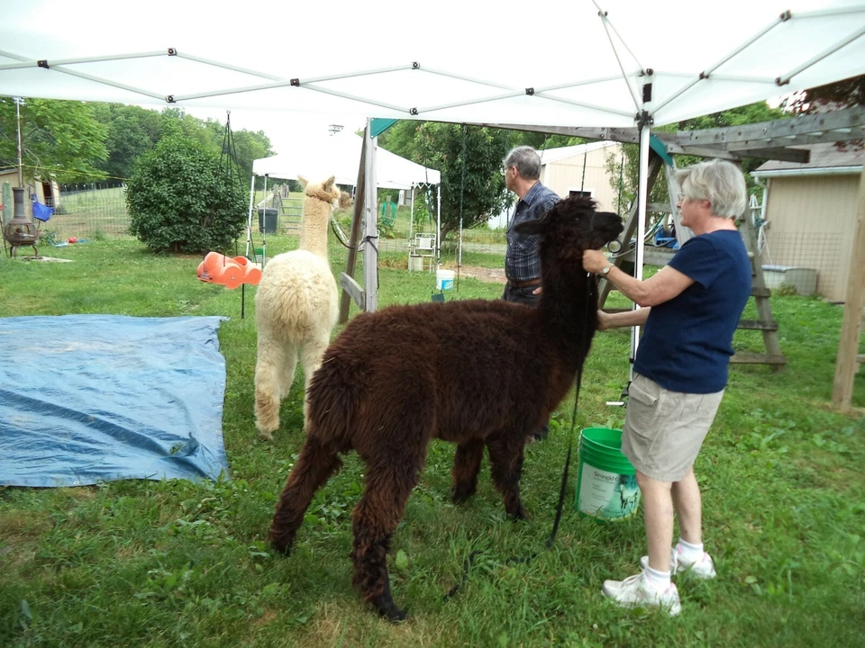 Black Washed Alpaca Roving Huacaya from Amiee  -   Free Shipping - Image 2 of 2
