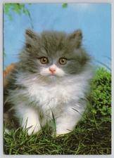 Postcard Fluffy Gray White Persian Kitten Cat Grass