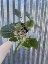 #96 RARE  Begonia Cucullata Variegated 4” Pot Aroid Houseplant