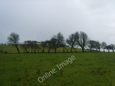 Photo 6x4 Old Hedge Line Bothel Fieldfares were feeding on the Hawthorn b c2009