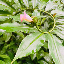 Dried Organic Insulin Plant Leaves Leaf  Fiery Costus Igneus  Thebu Herbal Tea