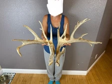 Two Big Whitetail Deer Antlers Sheds Horns Rustic Decor Preserve  Freak