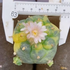 4-6cm Cactus Succulent Plant Home Garden Beautiful Variegated Plant