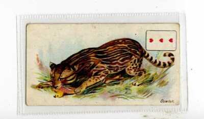 (Jj7361) WILLS,WILD ANIMALS OTW,P.C INSET,THREE HEARTS,OCELOT,1900