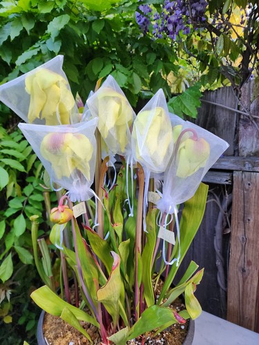 2024 SARRACENIA SEEDS: (JUDITH HINDLE X LEAH WILKERSON) X PURP VENOSA TATTNALL - Picture 5 of 5