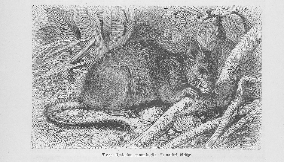 Degu Octodon degus Ratten Ratte Holzstich von 1891 Specht