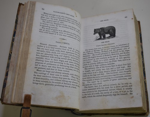 1835 THE NATURALISTS OWN BOOK Quadrupeds (John Frost) Restored - Picture 15 of 20