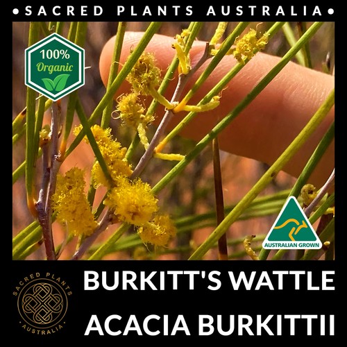BURKITT'S WATTLE 30 Seeds | Acacia Burkittii Sacred Shaman Medicinal Rare Plant - Picture 5 of 10