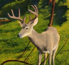 Vintage Postcard Buck Deer Twilight Penn's Woods Pennsylvania Beauty View