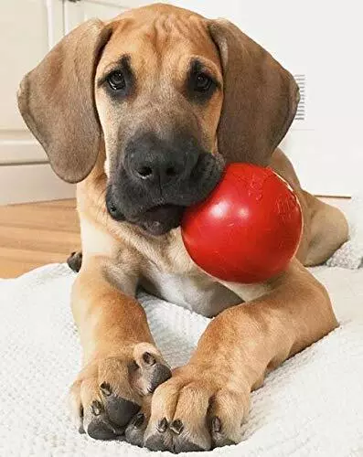 Dog toy sale ball with handle
