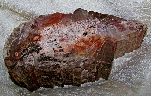 ARIZONA SLAB OF PETRIFIED WOOD 1LB 13OZ - Picture 4 of 11