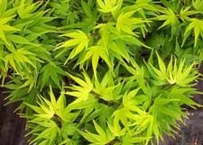 Acer palmatum  Mikawa Yatsubusa in 9cm pot ideal bonsai subject  maple