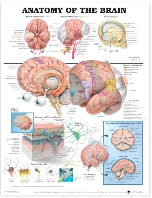 Anatomy of the Brain Anatomical Chart (Wallchart)