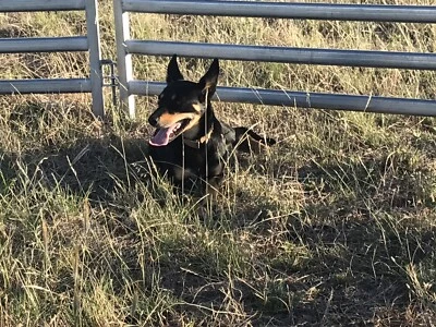 Kelpie Working Dog Sold Dogs Puppies Gumtree Australia Tamworth City Hillvue 1254013195