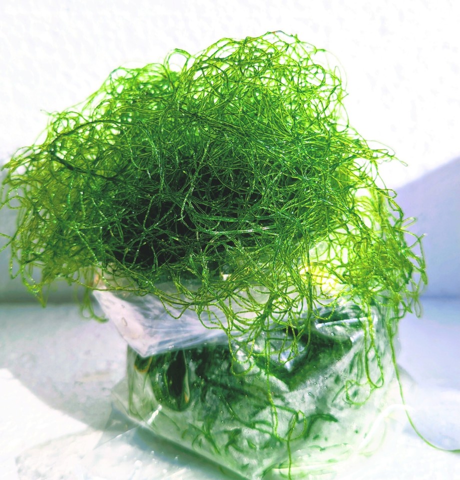 Chaetomorpha Refugium Algae Approx. 500ml - Chaeto - Fast Growing and ...